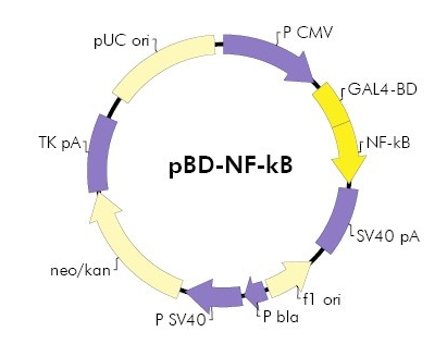 pBD-NF-kB载体图谱