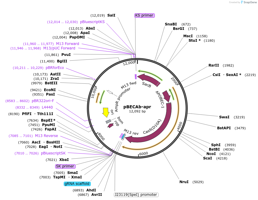 pBECAb-apr载体图谱