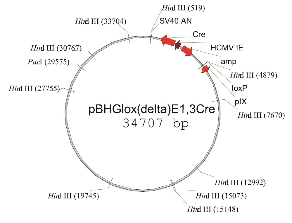 pBHGloxdelE13cre载体图谱