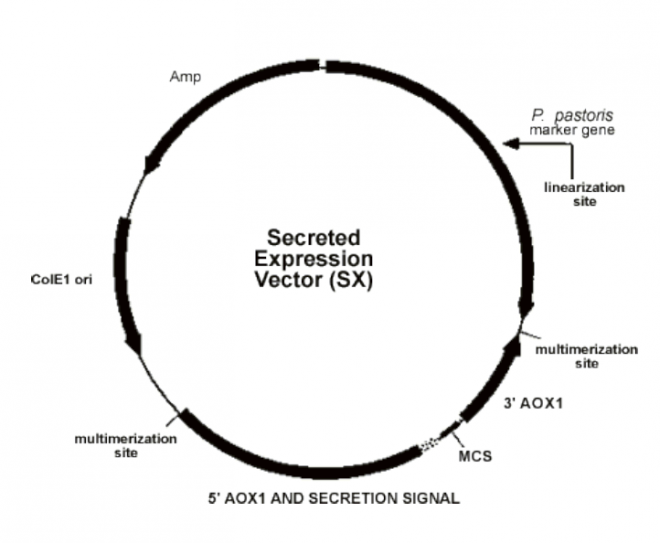pBLADE-SX载体图谱