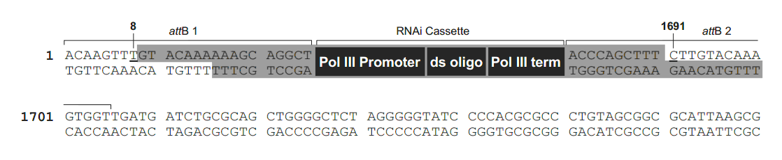 pBLOCK-iT6-DEST载体多克隆位点 点击看大图 pBLOCK-iT6-DEST多克隆位点