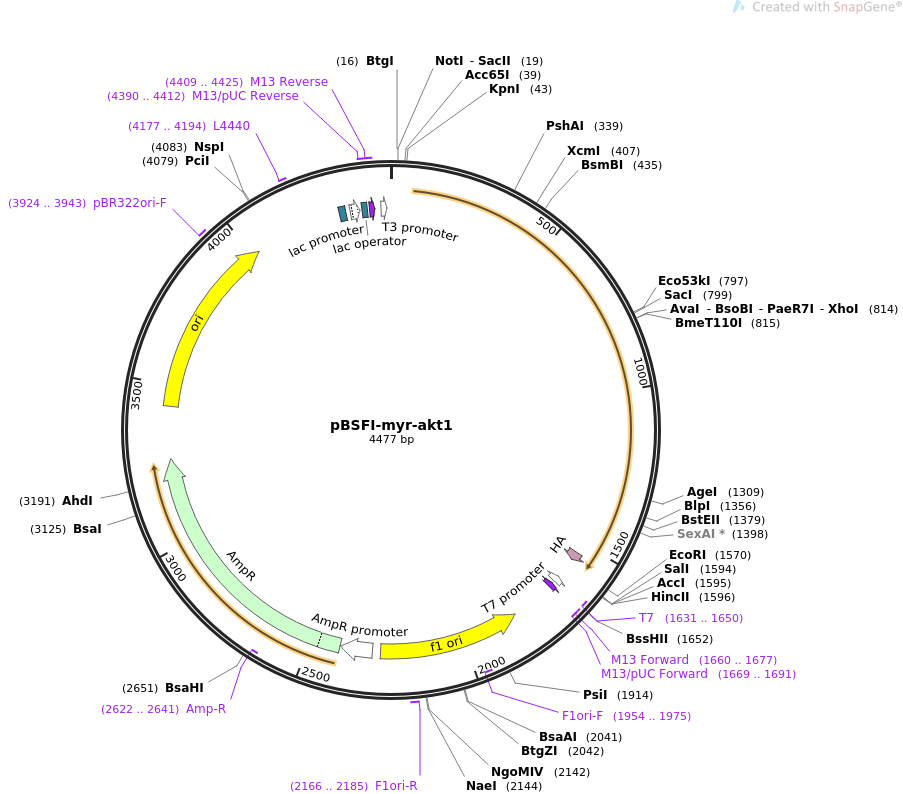 pBSFI-myr-akt1质粒图谱