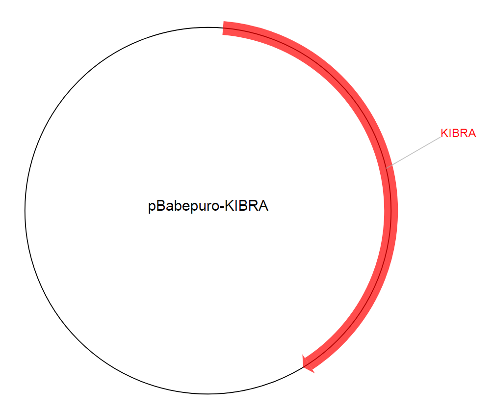 pBabepuro-KIBRA质粒图谱