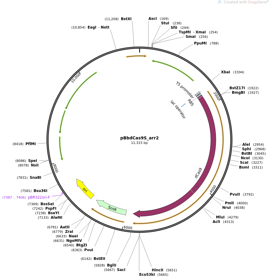 pBbdCas9S_arr2质粒图谱