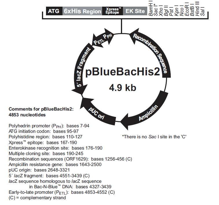 pBlueBacHis2 B载体图谱