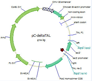 pC-GoldyTALEN载体图谱