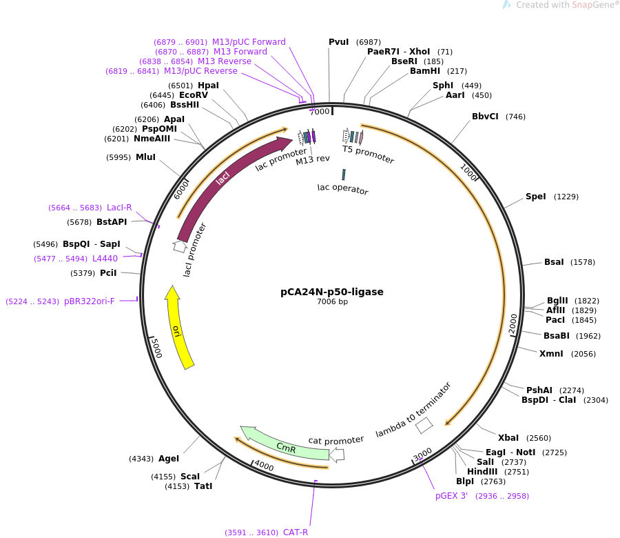 pCA24N-p50-ligase质粒图谱
