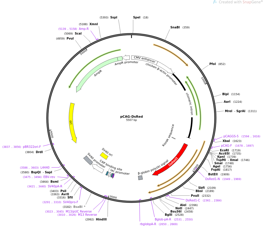 pCAG-DsRed质粒图谱