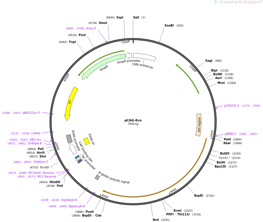 pCAG-Eco载体图谱