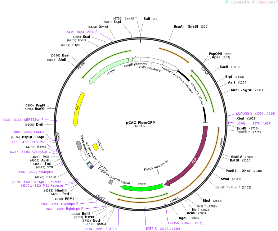 pCAG-Flpe-GFP质粒图谱