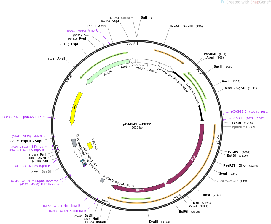 pCAG-FlpeERT2质粒图谱