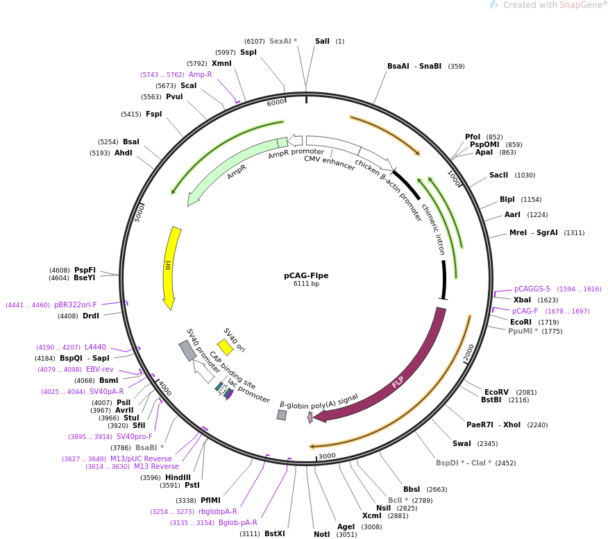 pCAG-Flpe质粒图谱