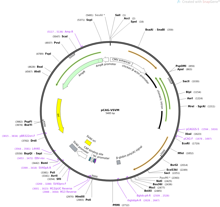 pCAG-VSVM载体图谱