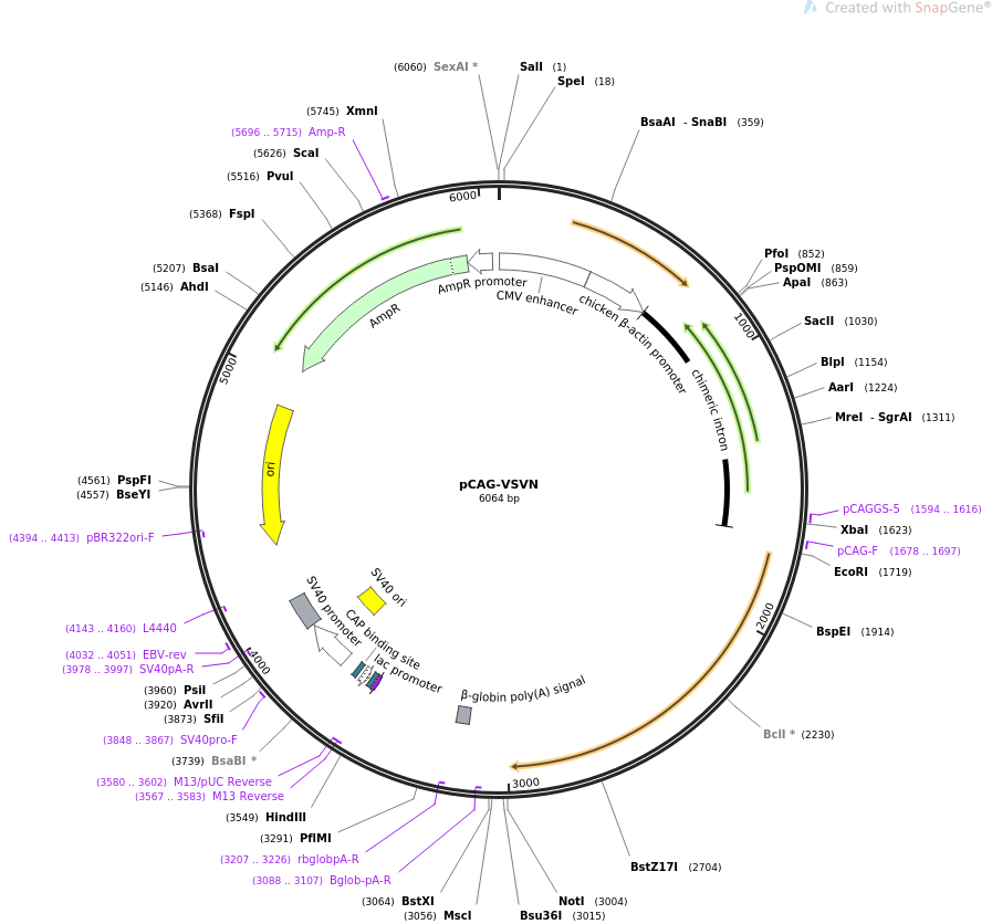 pCAG-VSVN载体图谱
