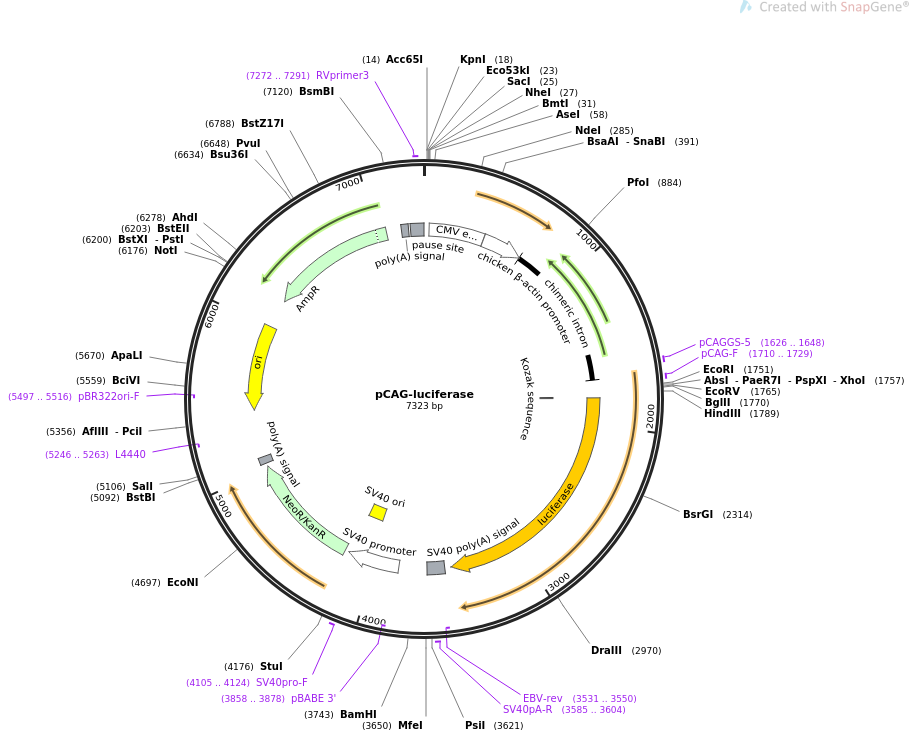 pCAG-luciferase质粒图谱