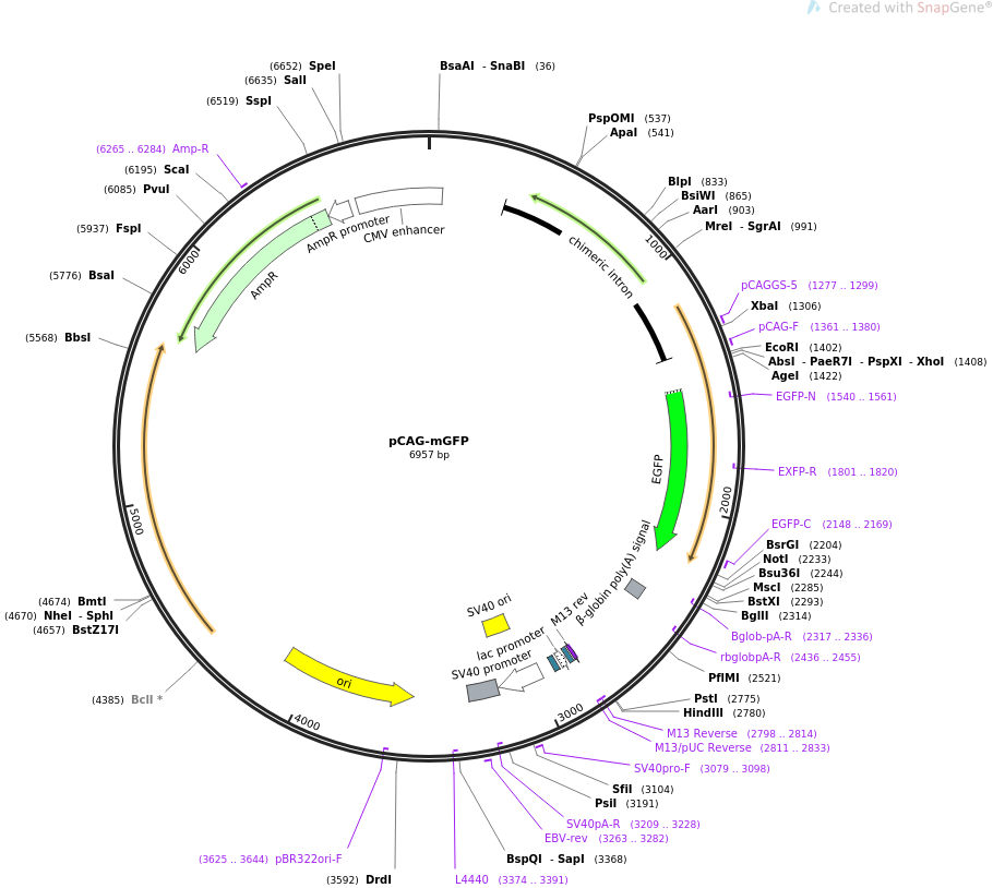 pCAG-mGFP质粒图谱