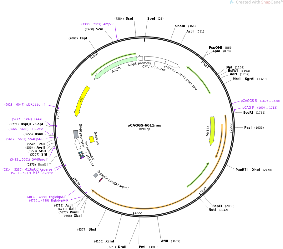 pCAGGS-6011nes质粒图谱