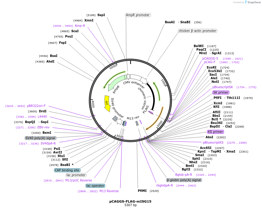 pCAGGS-FLAG-mISG15载体图谱