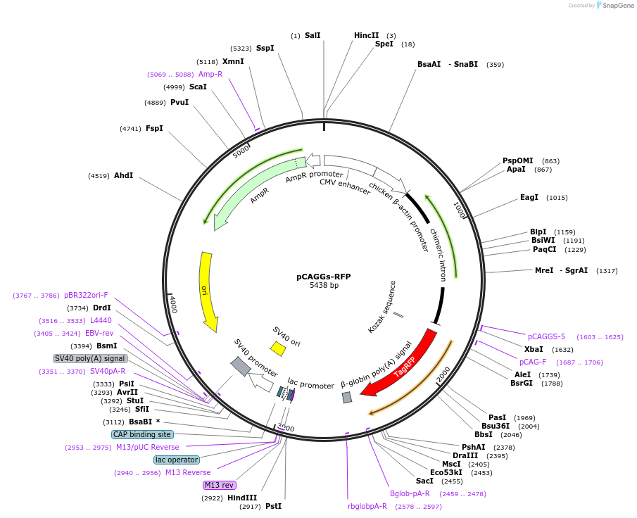 pCAGGs-RFP载体图谱