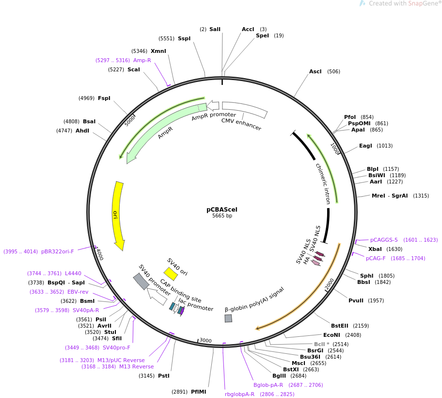 pCBASceI质粒图谱