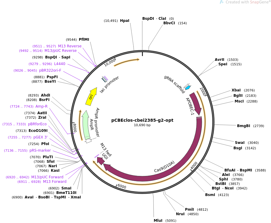 pCBEclos-cbei2385-g2-opt载体图谱