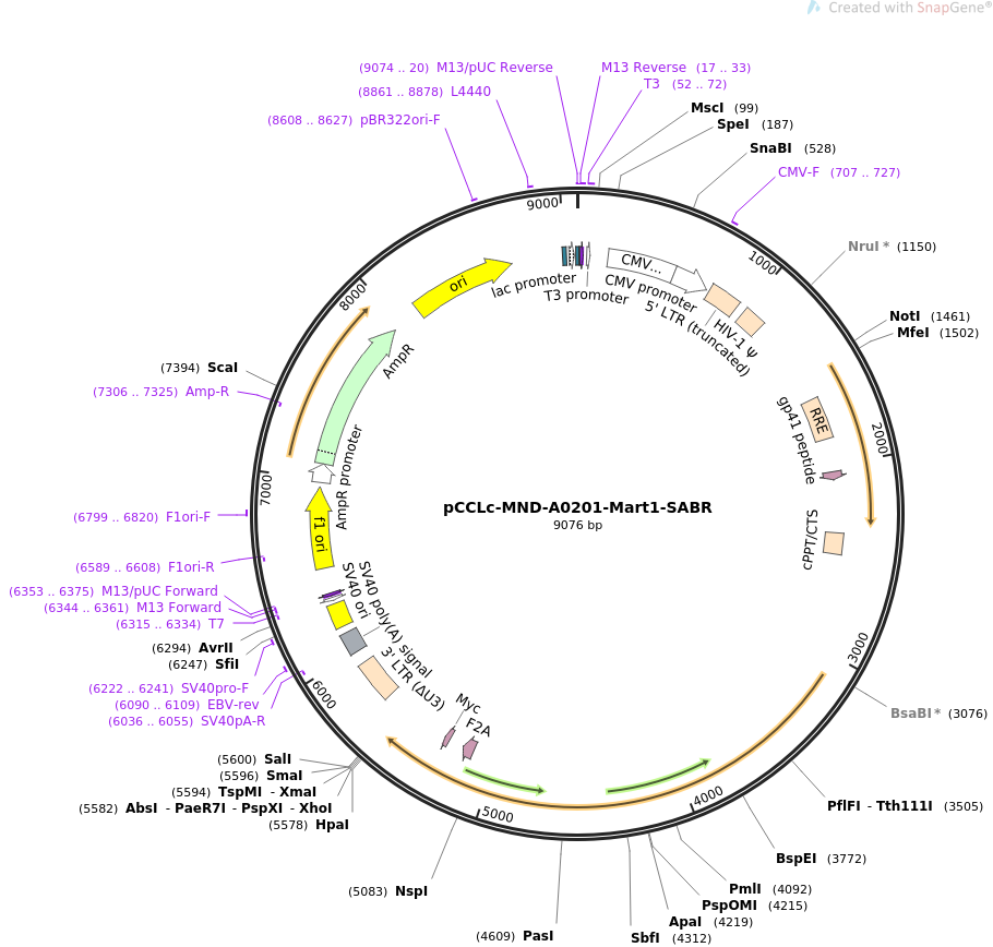 pCCLc-MND-A0201-Mart1-SABR质粒图谱