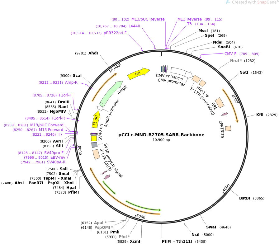 pCCLc-MND-B2705-SABR-Backbone质粒图谱