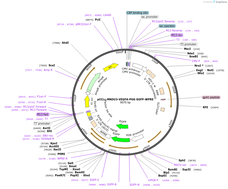 pCCLc-MNDU3-VEGFA-PGK-EGFP-WPRE载体图谱