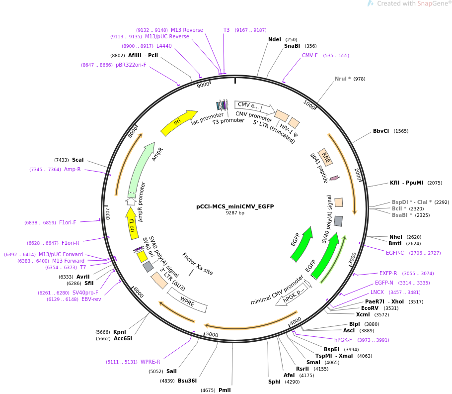 pCCl-MCS_miniCMV_EGFP载体图谱