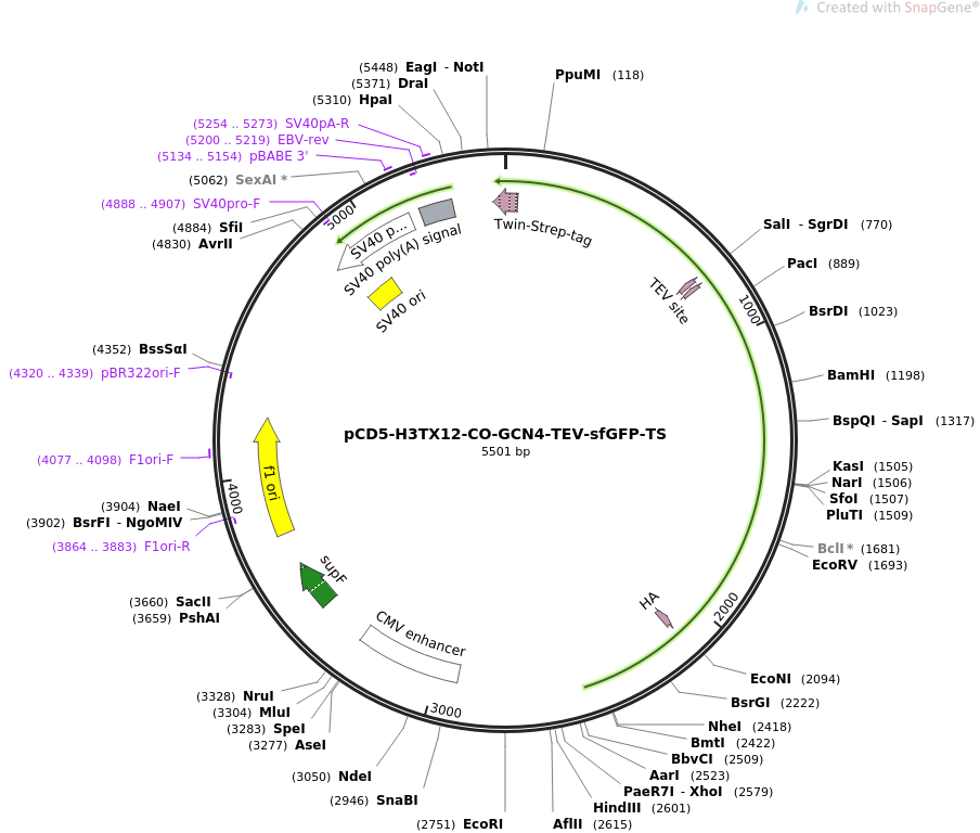 pCD5-H3TX12-CO-GCN4-TEV-sfGFP-TS载体图谱