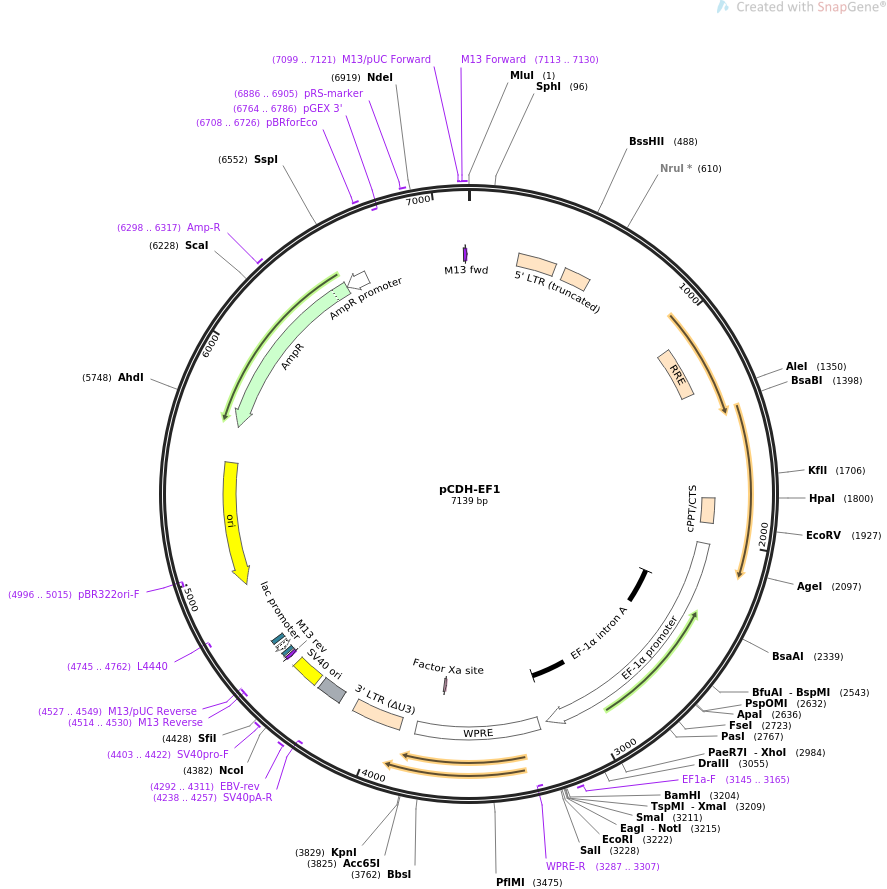 pCDH-EF1质粒图谱