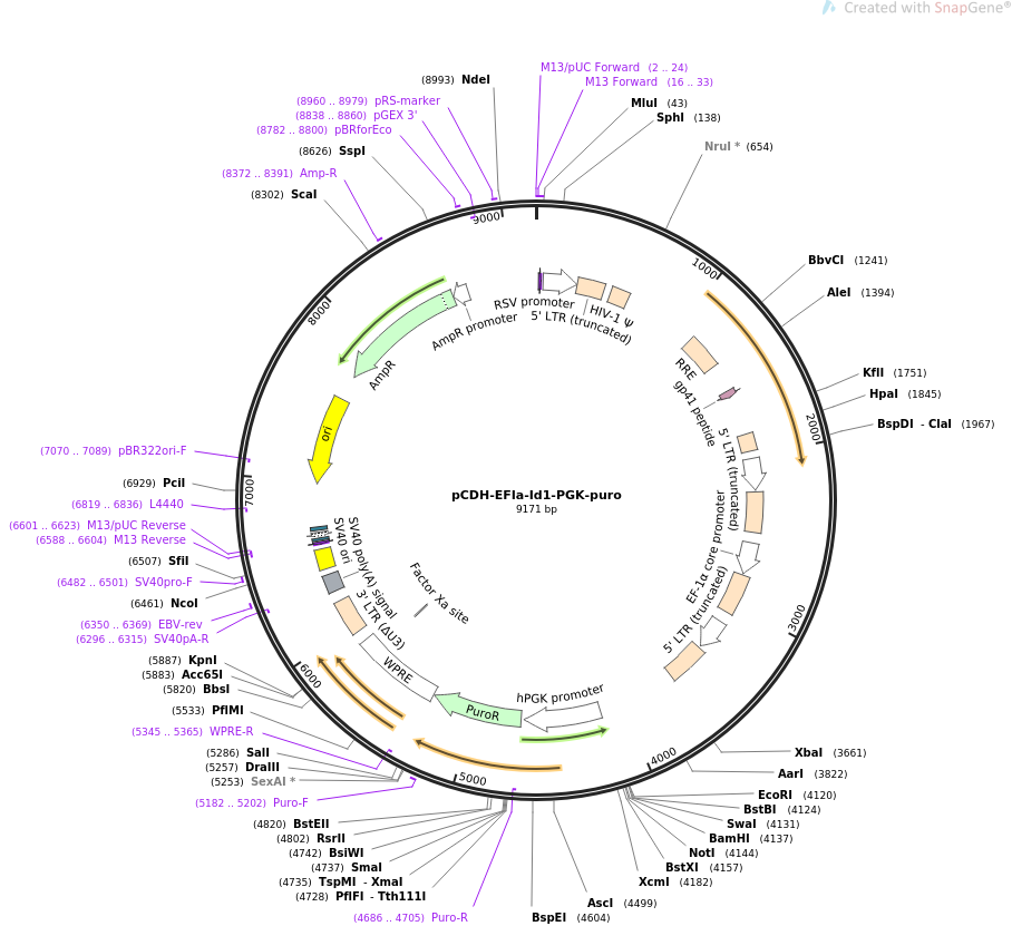 pCDH-EFIa-Id1-PGK-puro载体图谱