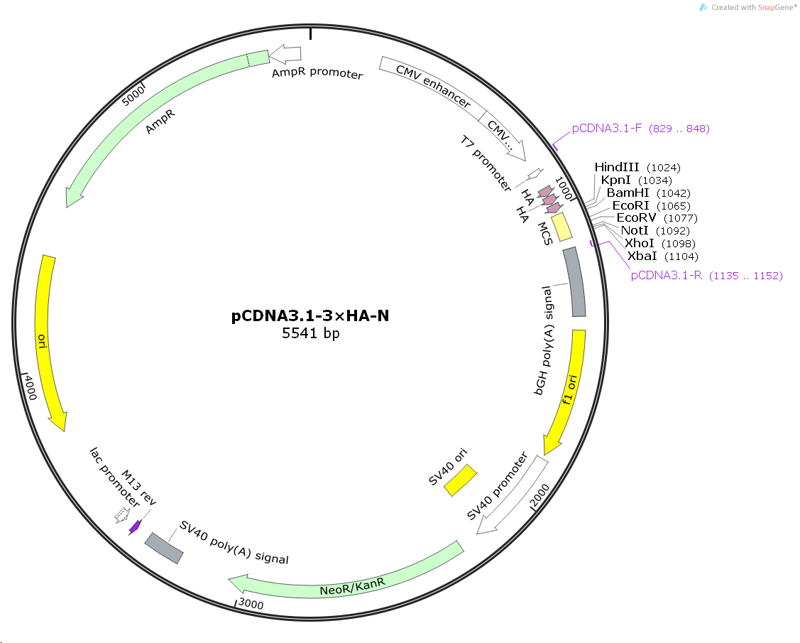 pCDNA3.1-3×HA-N载体图谱