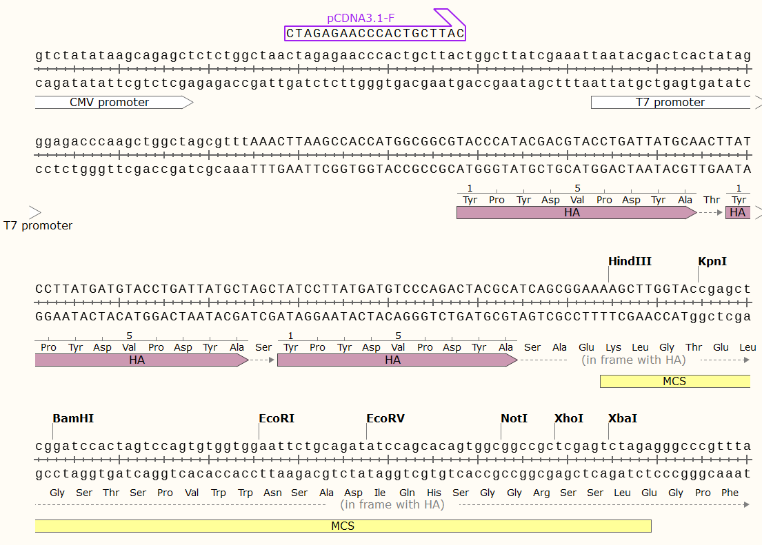 pCDNA3.1-3×HA-N载体图谱1