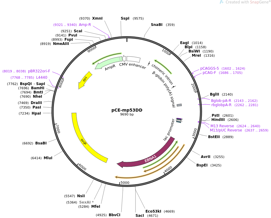 pCE-mp53DD质粒图谱