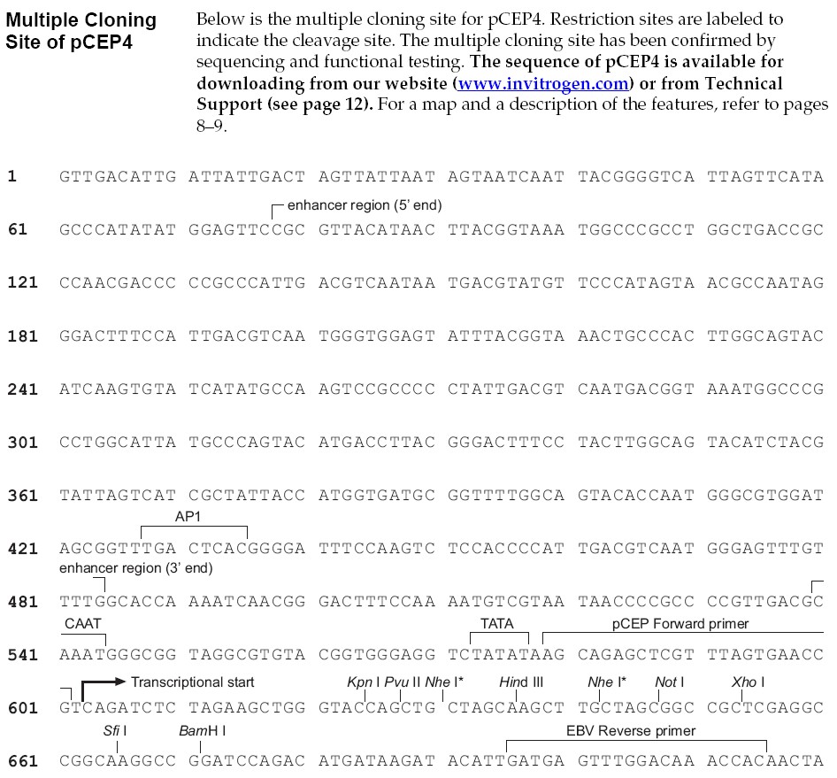 pCEP4载体多克隆位点