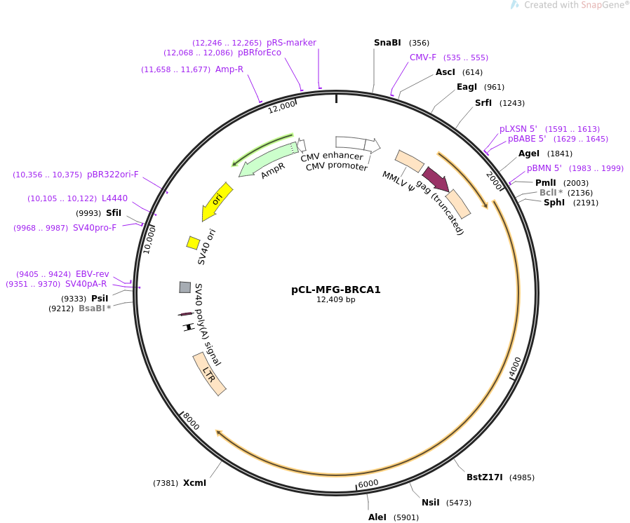 pCL-MFG-BRCA1质粒图谱