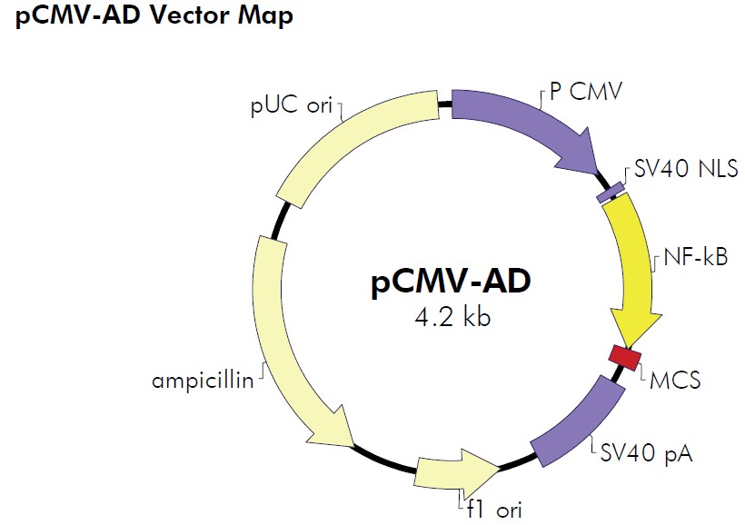 pCMV-AD载体图谱