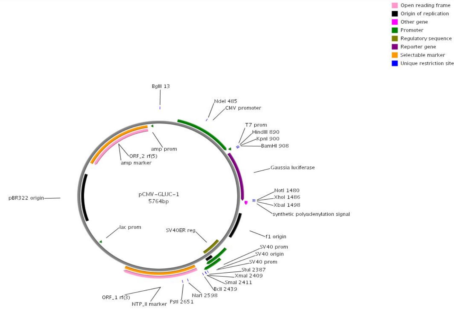 pCMV-Gluc载体图谱