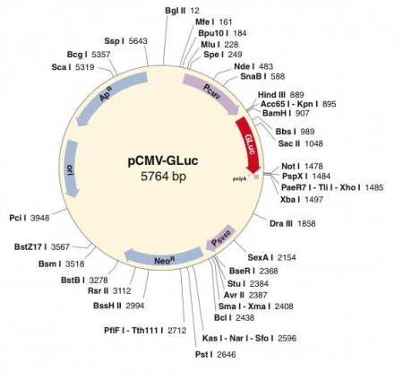 pCMV-Gluc载体图谱