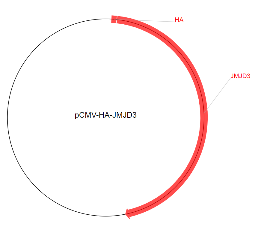 pCMV-HA-JMJD3质粒图谱