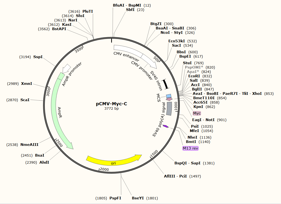 pCMV-Myc-C载体图谱