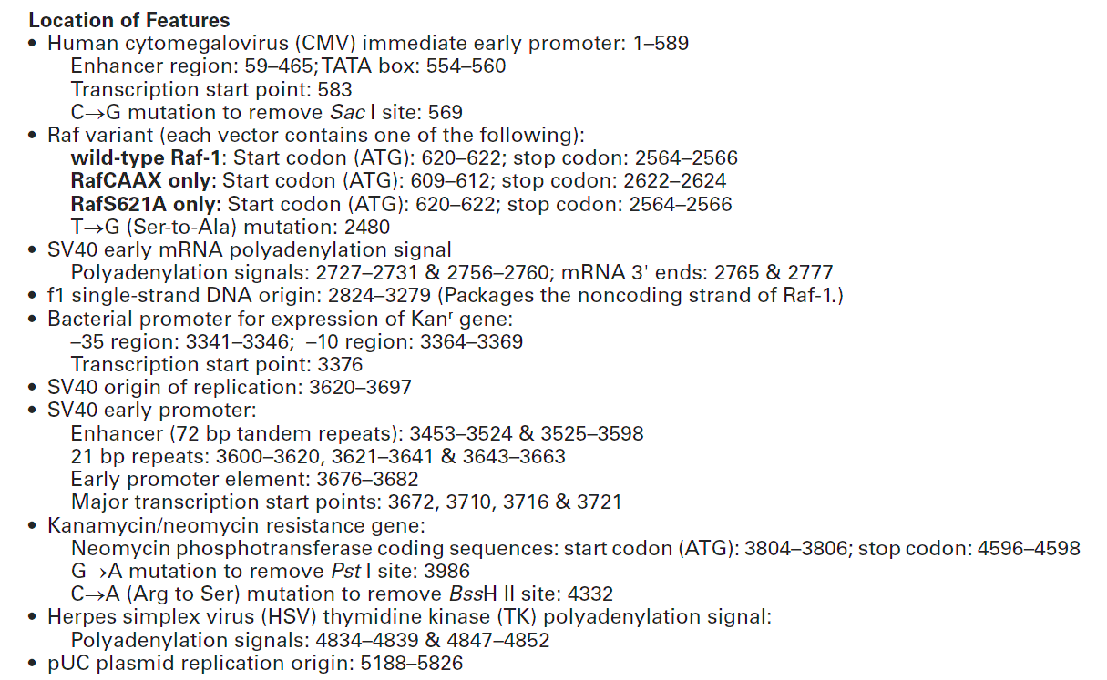 pCMV-Raf-1载体特征
