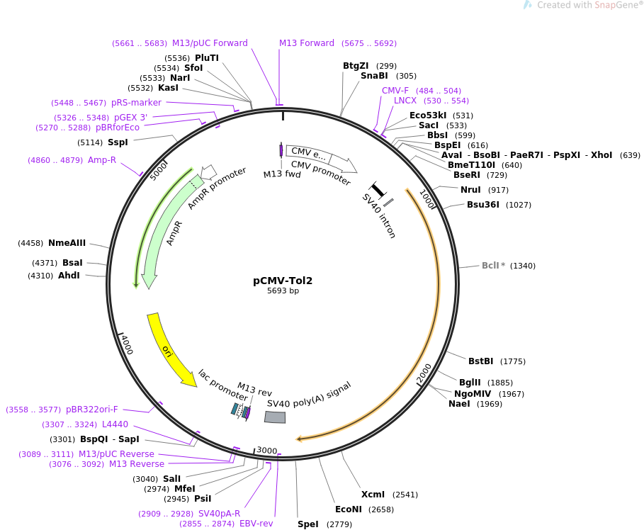pCMV-Tol2质粒图谱