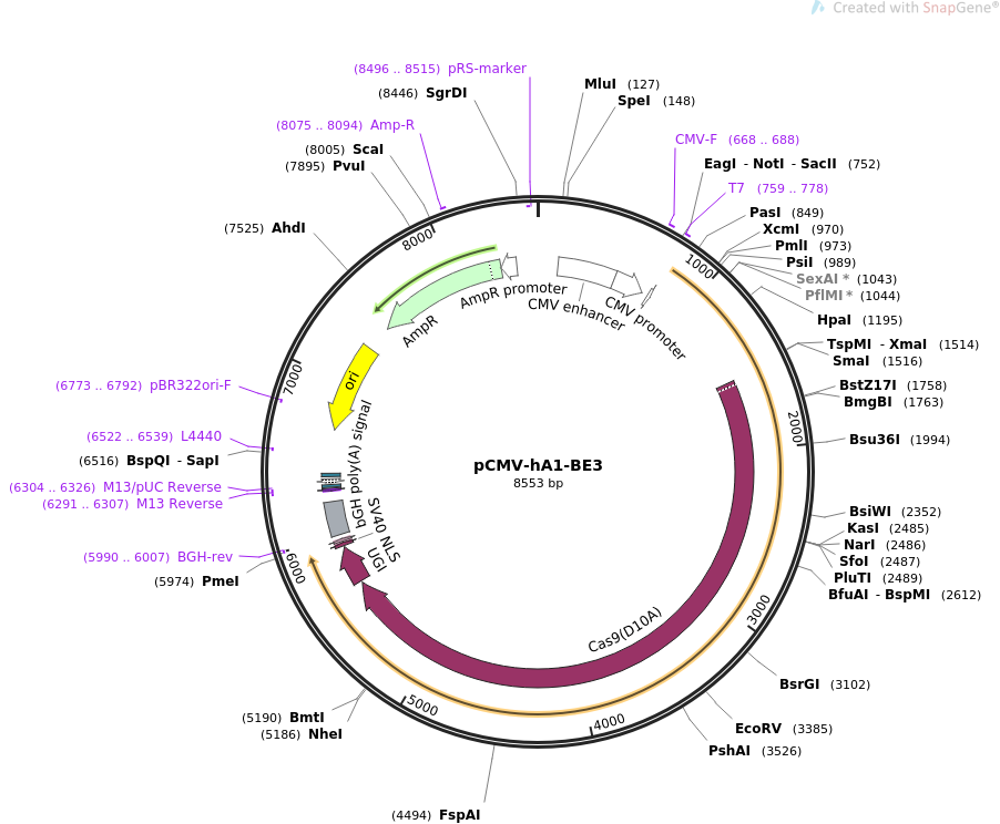 pCMV-hA1-BE3载体图谱