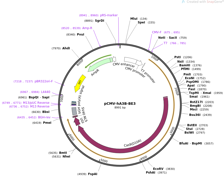 pCMV-hA3B-BE3载体图谱