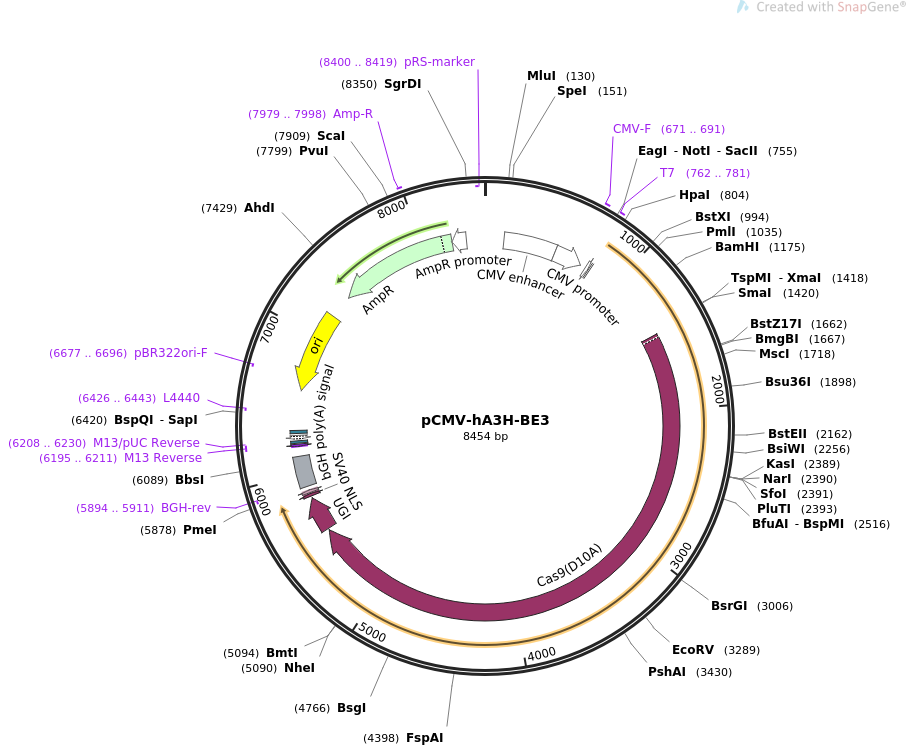 pCMV-hA3H-BE3载体图谱
