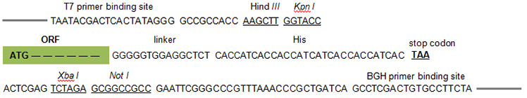 pCMV3-C-His载体多克隆位点 pCMV3-C-His多克隆位点