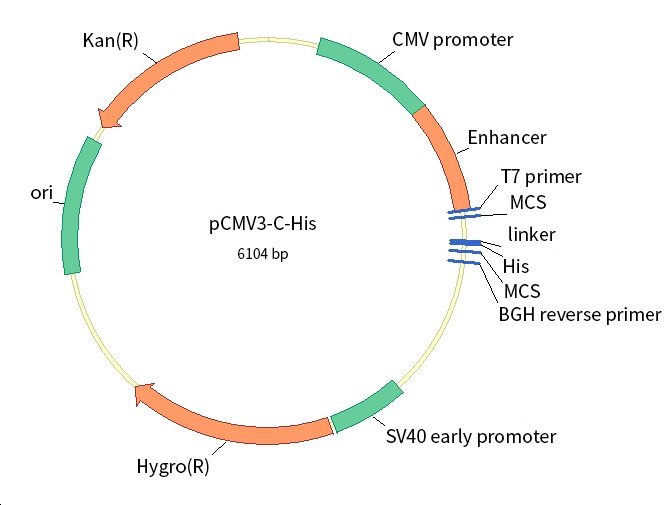 pCMV3-C-His载体图谱