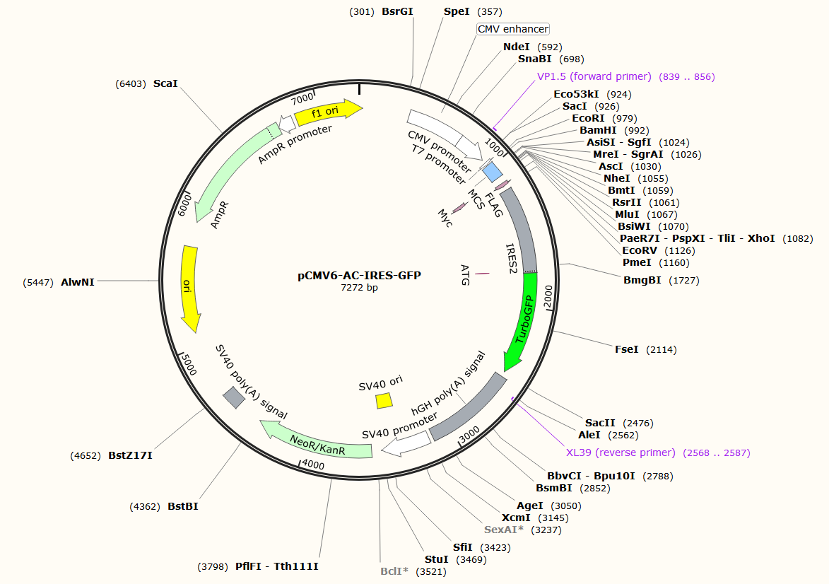 pCMV6-AC-IRES-GFP载体图谱